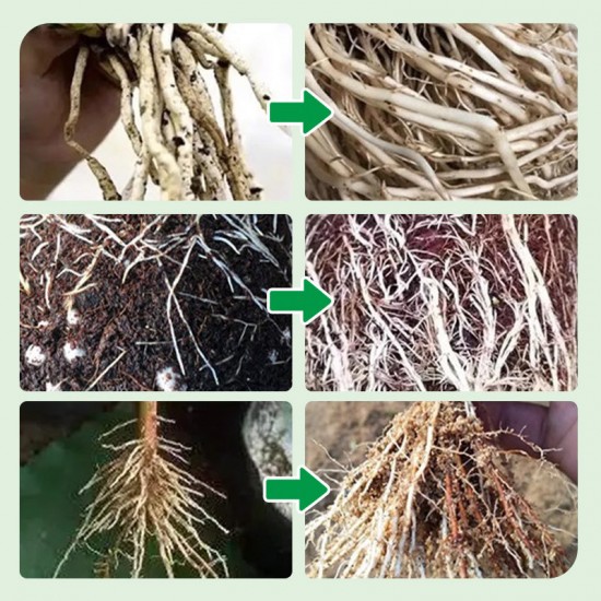 Schneller flüssiger Bewurzelungsstimulator für Pflanzen