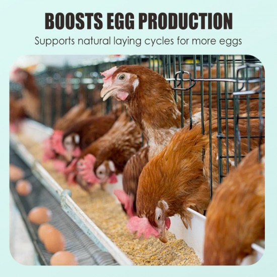 Eier-Booster Futterergnzung