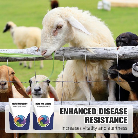 Probiotischer & enzymatischer Futterzusatz