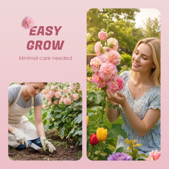 Mehrjhrig blühende Stockrosensamen