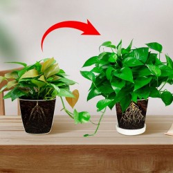 Allzweck-Konzentrat-Nhrstofflsung-Dünger