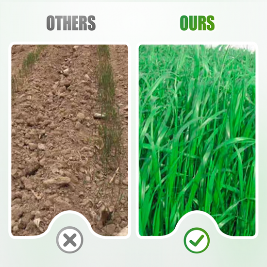 Robuste und schnell wachsende Weidelgrassamen