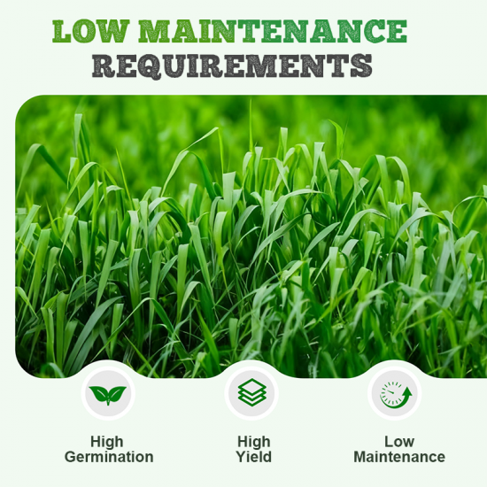 Robuste und schnell wachsende Weidelgrassamen